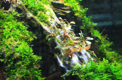 Super glue in aquarium by StrungOut from ThePlantedTank