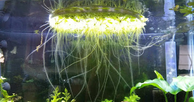Using airline tubing loop to contain frogbit floating plants