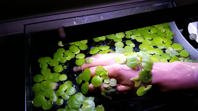 Frogbit floating plants stuck on hand during water changes
